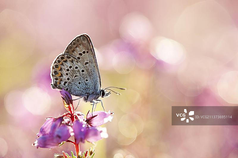 白色三叶草、蓝色银纹灰蝶图片素材