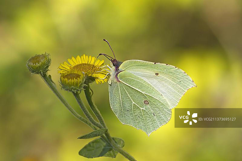 硫磺蝶(Gonepteryx rhamni)成虫在英国瓦里克郡的Common Fleabane(Pulicaria dysenterica)花上觅食图片素材