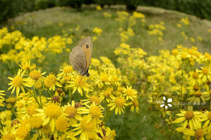 成年草地褐蝶在英国斯塔福德郡的千里追逐草甸上采食图片素材