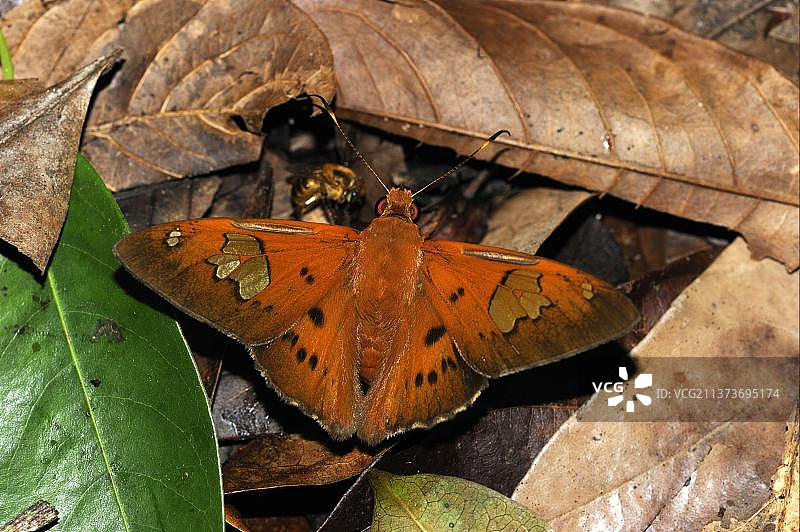 巴西马托格罗索州热带雨林中的弄蝶图片素材