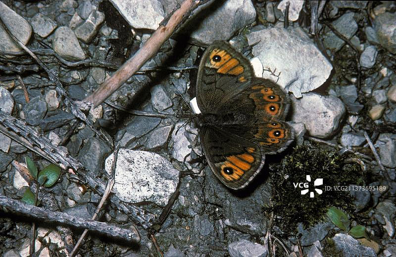 褐眼小灰蝶，雌性翅膀图片素材