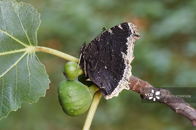 欧洲意大利阿尔卑斯山, resting on Common Fig (Ficus carica) European Camberwell Beauty (Nymphalis antiopa) adult, underside图片素材