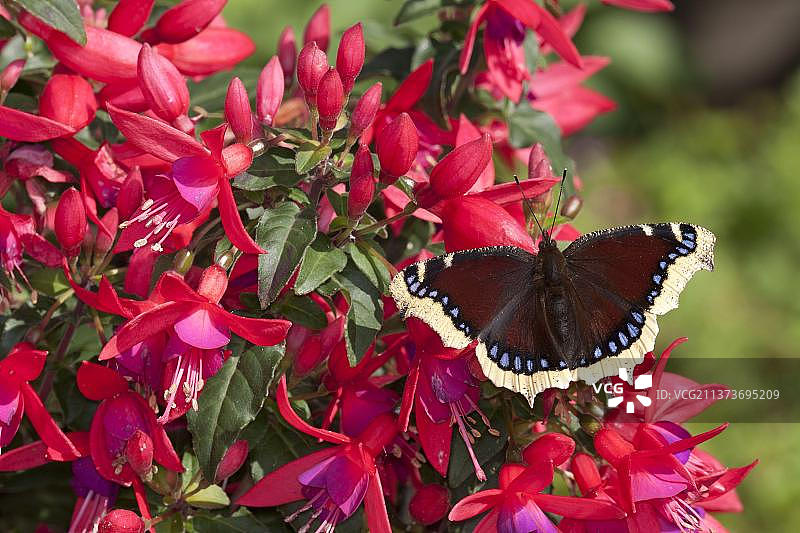 美丽蛱蝶成虫栖息在英国花园的倒挂金钟花上图片素材
