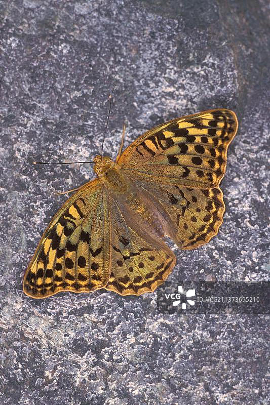 潘多拉大银纹灰蝶雄性成虫，栖息在岩石上，土耳其，亚洲图片素材