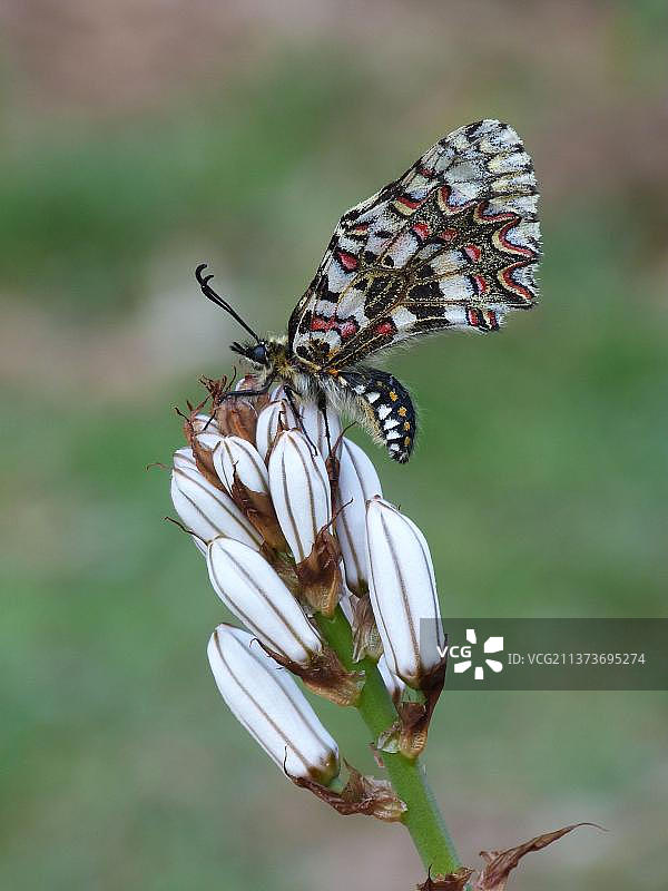 西班牙花凤蝶（Zerynthia rumina），雄性成虫，栖息在白色阿福花（Asphodelus albus）花蕾上，安达卢西亚，西班牙，欧洲图片素材