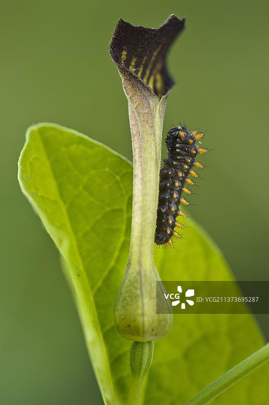 南部彩带凤蝶毛虫，在马卡罗洛地区公园的马兜铃属寄主植物上，意大利皮埃蒙特图片素材