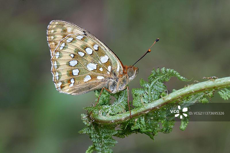 深绿贝母蝶成虫停留在铁角蕨上的照片图片素材