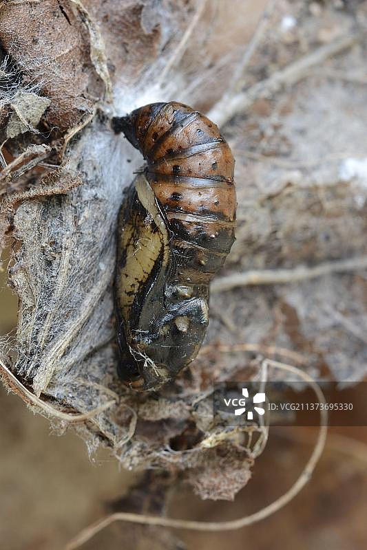 大银斑蝶图片素材