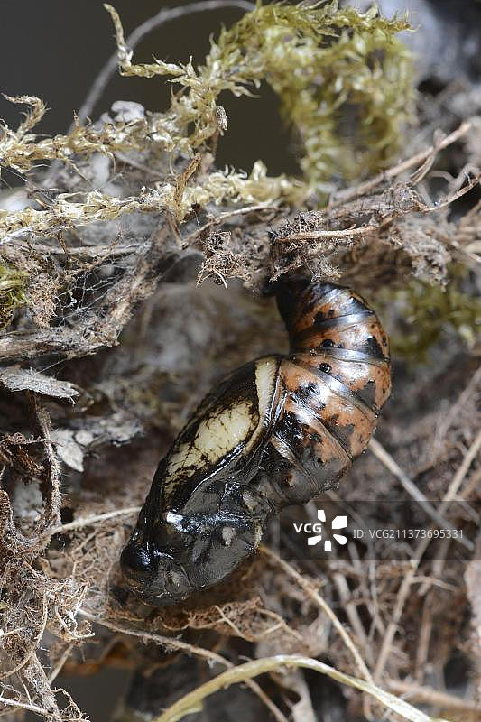 大银斑蝶图片素材