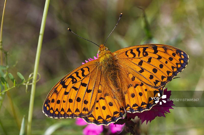 大理石纹贝母蝶图片素材