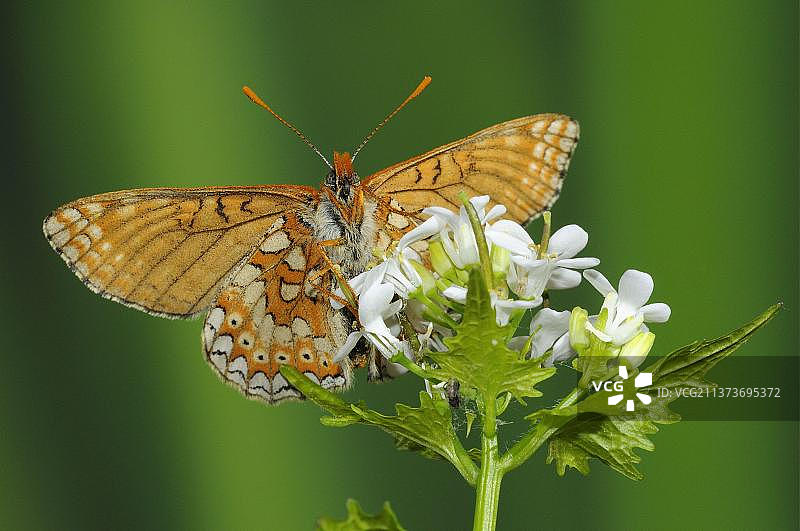 蓝盆花豹蛱蝶，金色豹蛱蝶，欧洲图片素材