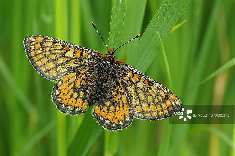金色贝母蝴蝶栖息在英国牛津郡的草地上图片素材