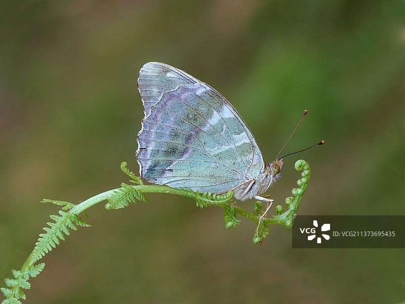 银洗蛱蝶成虫停留在蕨类叶子上图片素材
