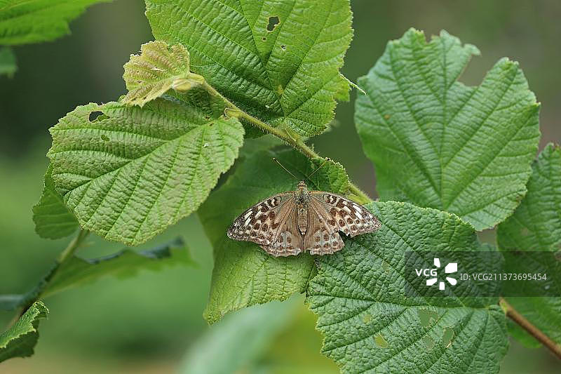 银斑豹纹蝶栖息在法国布列塔尼的榛叶上图片素材