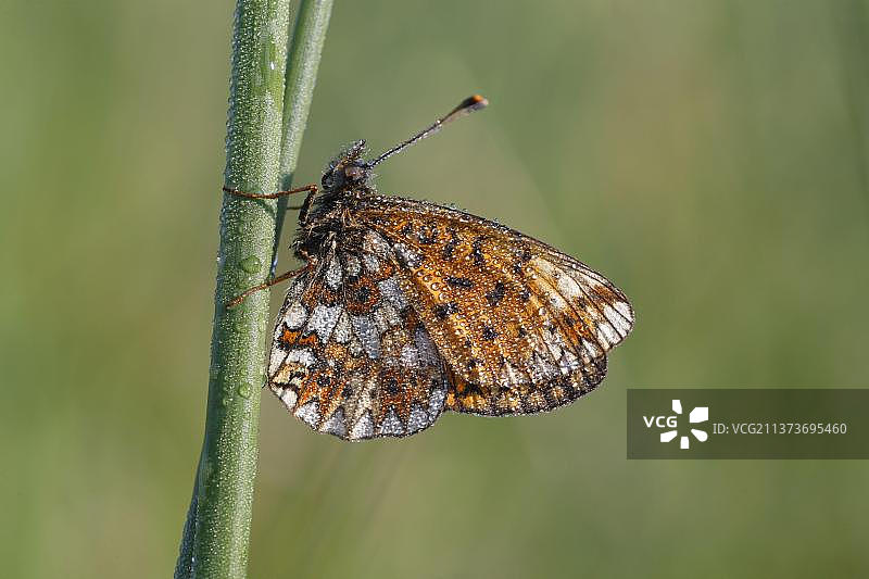 银斑豹蛱蝶图片素材