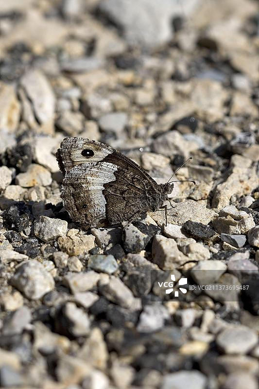 栖息在石头上的林地灰蝶（山毛榉 Hipparchia），大型森林搬运工，法国比利牛斯山脉图片素材