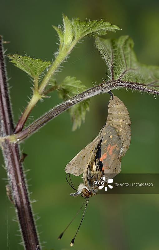 从蛹中羽化的菜粉蝶，栖息在荨麻叶上（英格兰牛津郡）图片素材