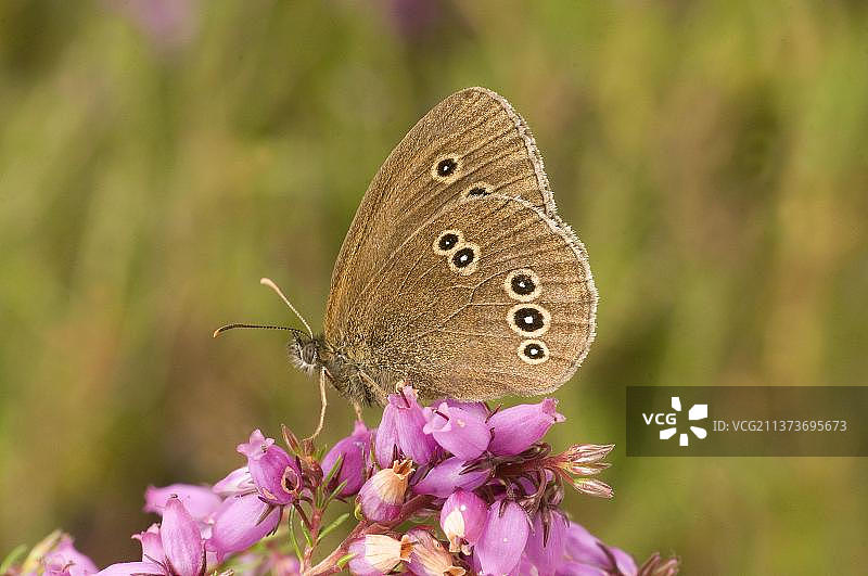 欧洲赭眼蝶图片素材
