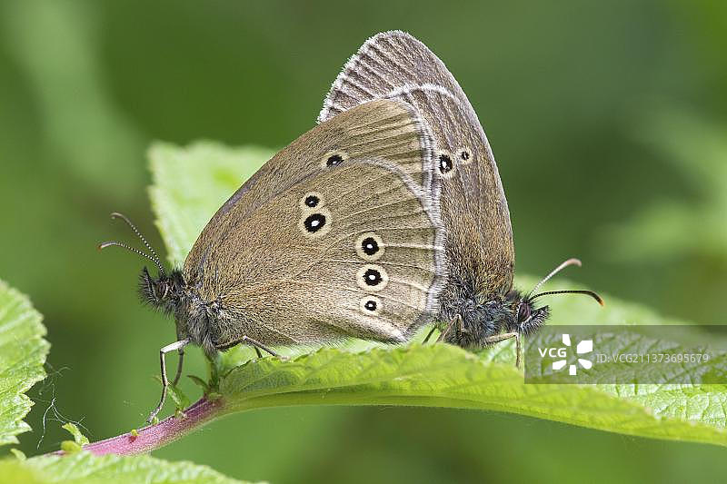 褐眼蝶图片素材