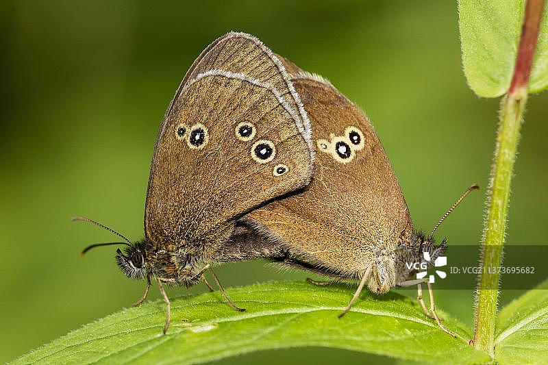 环蝶，褐色林地鸟类，其他动物，昆虫，蝴蝶，动物，环蝶成虫在英国贝德福德郡交配图片素材