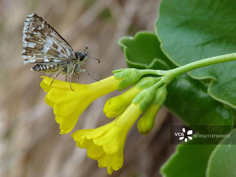 多洛米蒂山区花朵上的灰弄蝶雄性成虫图片素材
