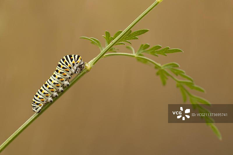普通燕尾蝶毛虫，以牛奶芹菜为食图片素材