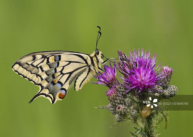 英国诺福克郡， resting 在蓟花上的普通燕尾蝶图片素材