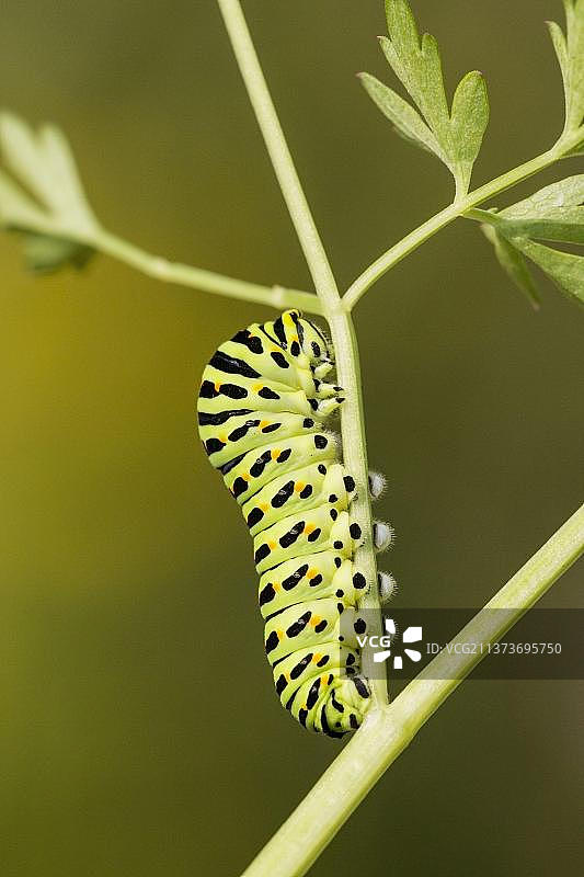 燕尾蝶毛虫采食泽芹（英国诺福克郡）图片素材