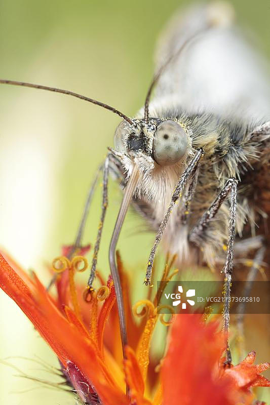 欧洲粉蝶成虫头部和口器的特写，以橙色山柳菊为食，英国威尔士波伊斯图片素材