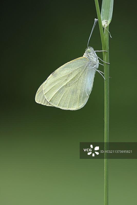 停留在草茎上的大菜粉蝶，英国莱斯特郡图片素材