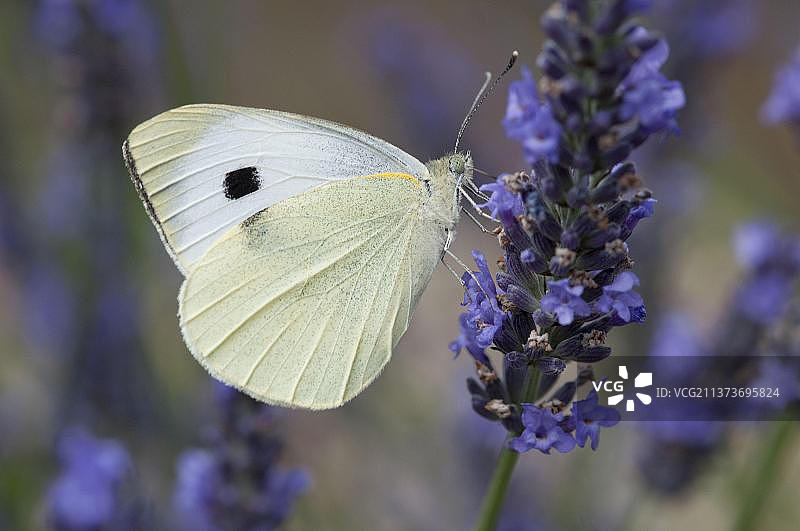 大菜粉蝶在薰衣草花上采蜜，英国诺福克图片素材
