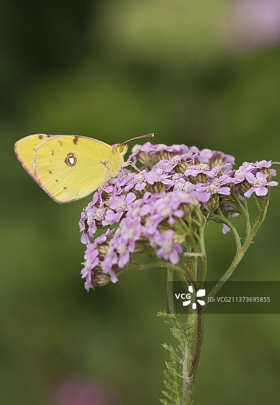 成年苜蓿黄粉蝶在英国花园里采食图片素材