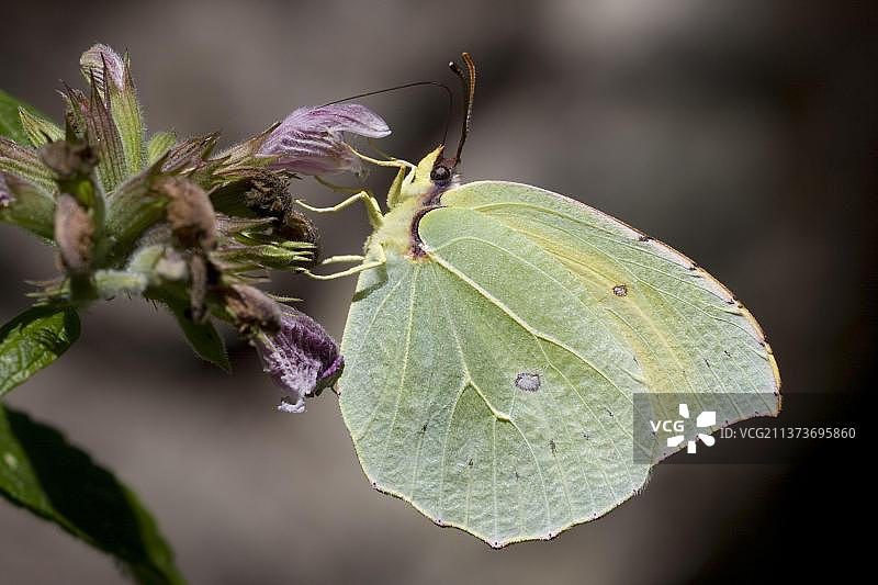 菜粉蝶，其他动物，昆虫，蝴蝶，动物，戈梅拉凤蝶成虫在花上觅食，拉戈梅拉岛，加那利群岛图片素材
