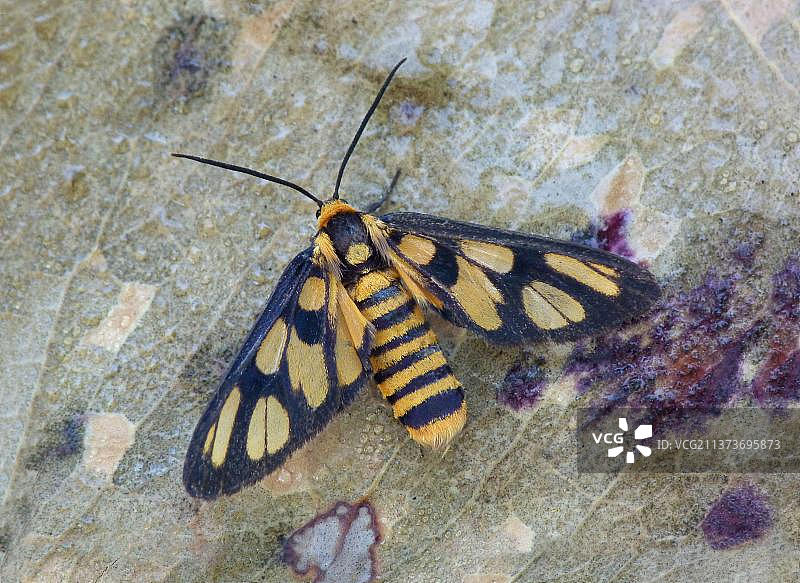 澳大利亚西部，停留在枯叶间的胡蜂蛾（Amata huebneri）成年雌性图片素材