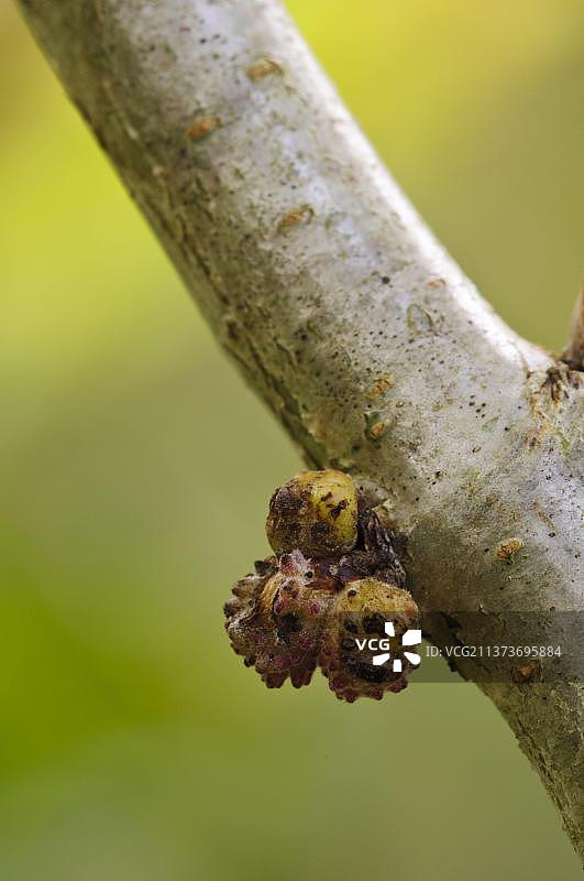 英国诺丁汉郡克伦伯公园橡树上的瘿蜂瘿图片素材