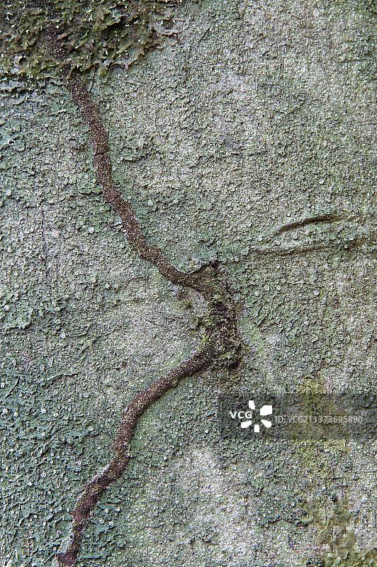 圭亚那盾地盾的格拉布拉树皮特写，可见白蚁通道图片素材