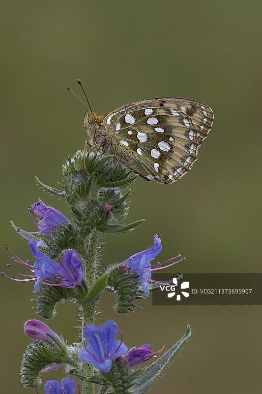 大 fritillary 蝴蝶图片素材