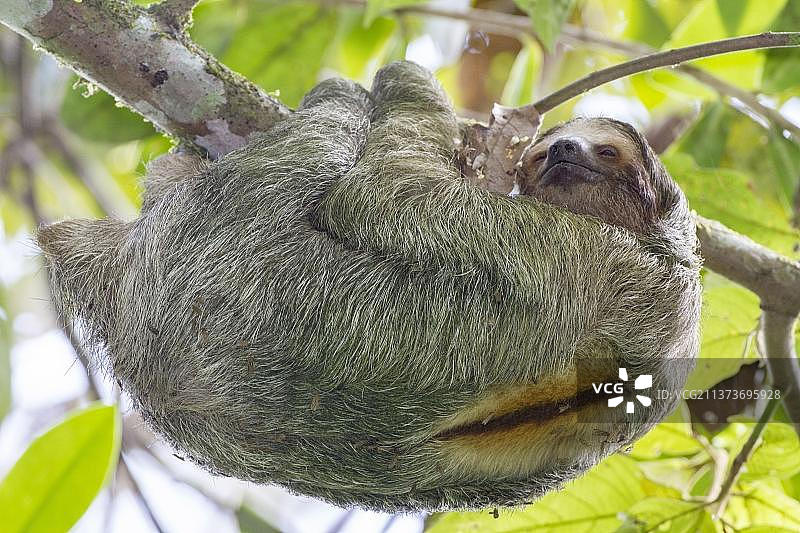 棕喉三趾树懒与共生蛾，哥斯达黎加热带雨林图片素材