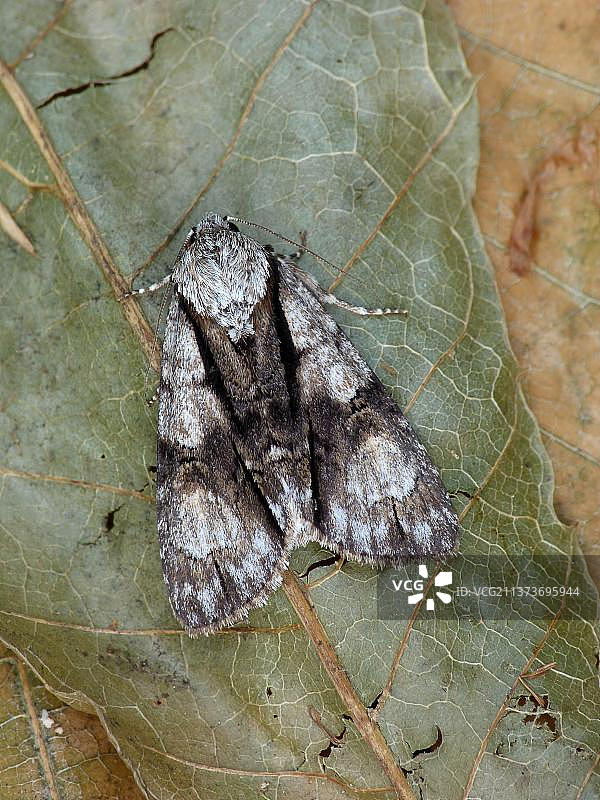 resting on dry leaves图片素材