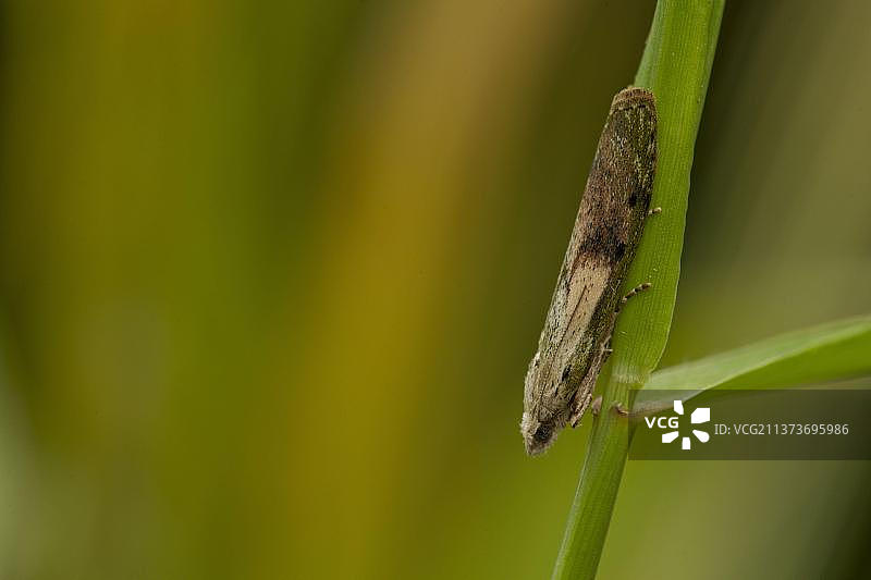 成年蜂蜡蛾在谢菲尔德碎石上休憩图片素材