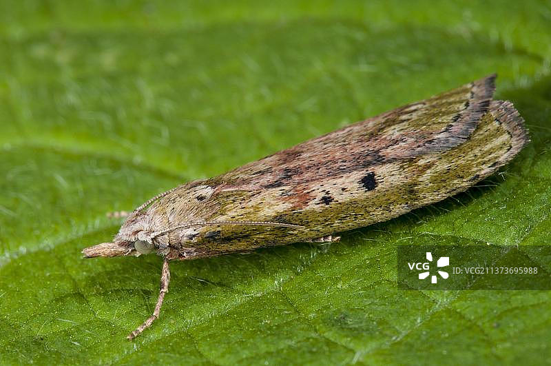 蜂蛾成虫栖息在花园的叶子上图片素材