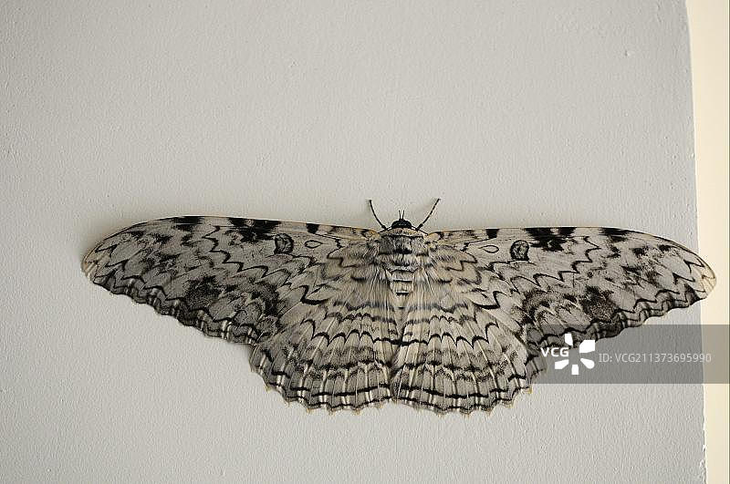 燕蛾（世界上最大的蛾）：停留在墙上的燕蛾成虫，巴西马托格罗索州阿尔塔弗洛雷斯塔，南美洲图片素材