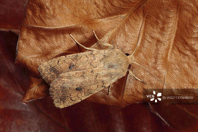 砖色夜蛾（Agrochola circellaris），成虫停留在落叶上，威尔士，英国，欧洲图片素材