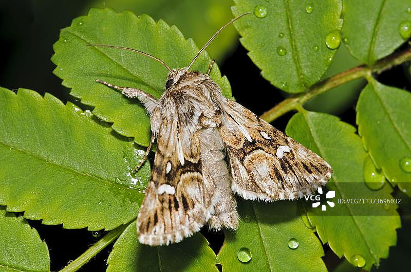 柳穿鱼蛾，小猫头鹰，浅灰色柳穿鱼帽猫头鹰，昆虫，蛾，蝴蝶，动物，其他动物，柳穿鱼锦蛾(Calophasia lunula) 成虫，栖息在玫瑰叶上图片素材