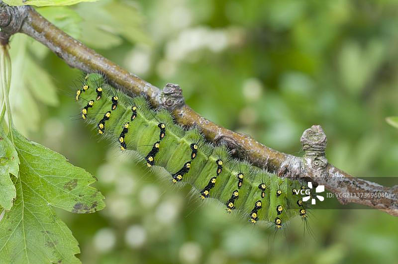 小型皇蛾图片素材