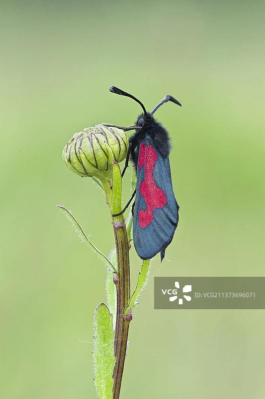 五点血斑蛾成虫，停留在花蕾上，英国沃里克郡图片素材