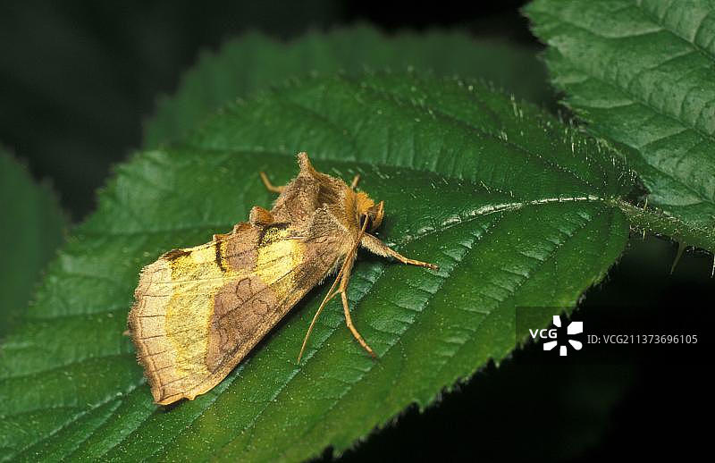 叶子上的金黄色夜蛾图片素材