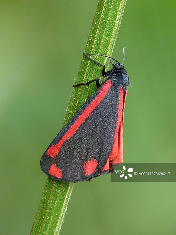 雅各布熊，血熊，深红熊，熊蛾，昆虫，蛾，蝴蝶，动物，其他动物图片素材
