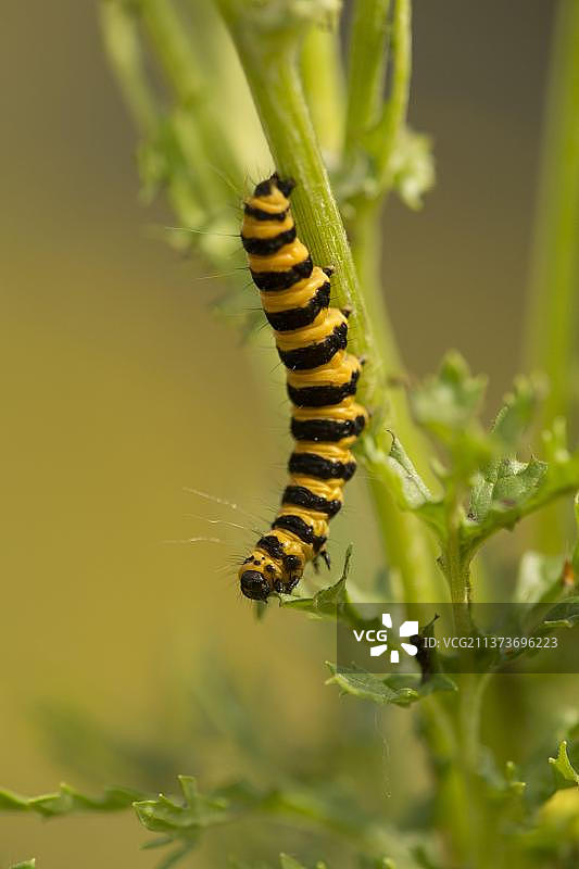 雅各布熊，血熊，深红熊，熊蛾，昆虫，蛾，蝴蝶，动物，其他动物图片素材