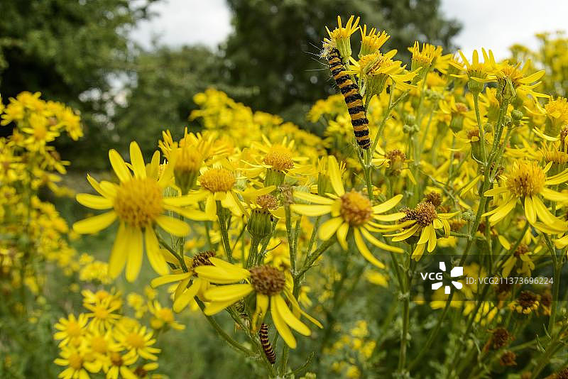 红斑灯蛾毛虫啃食千里光花，英国斯塔福德郡图片素材